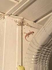 Hemidactylus turcicus