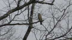 Daptrius chimango temucoensis