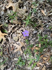 Oxalis violacea