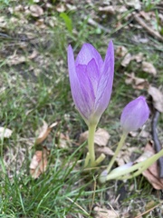 Colchicum