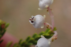 Erica richardii