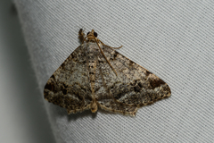 Macaria pinistrobata