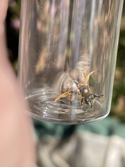 Halictus rubicundus
