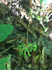 Allium tricoccum