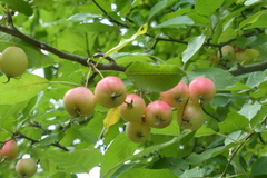 Malus