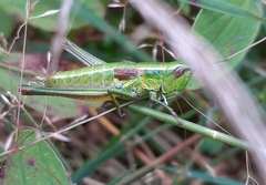 Euthystira brachyptera