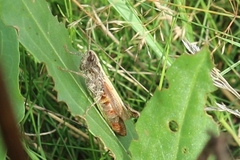Chorthippus apricarius