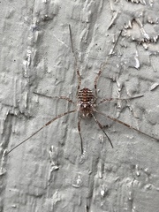 Paroligolophus agrestis