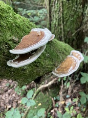 Daedaleopsis confragosa