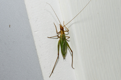 Oecanthus pini