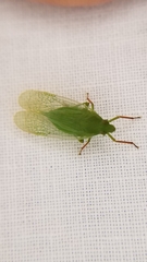 Rhynchomitra microrhina