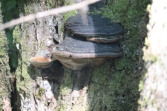 Phellinus