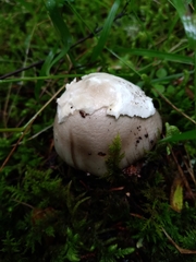 Amanita virosa