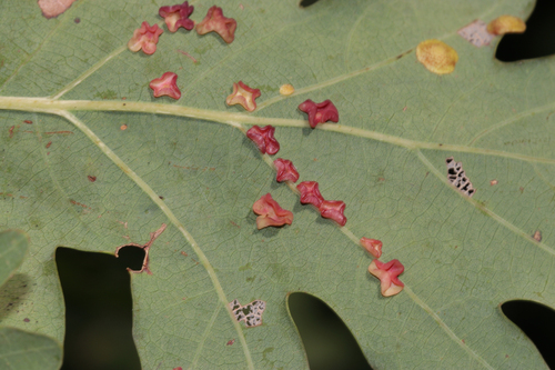 Smooth Spangle Gall Wasp