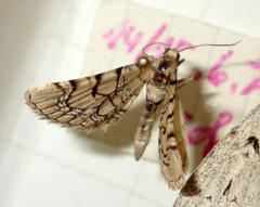 Eupithecia venosata