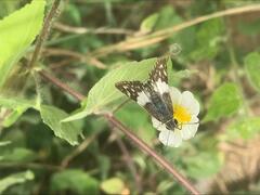 Heliopetes domicella