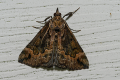 Hypena palparia
