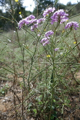 Limonium vulgare