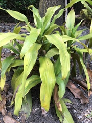 Dracaena fragrans
