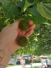 Platanus × hispanica