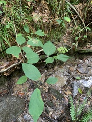 Hydrangea arborescens