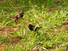 Spermestes cucullata