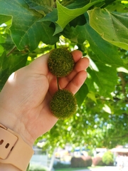 Platanus × hispanica