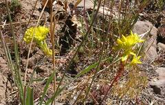 Sedum lanceolatum