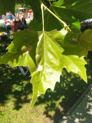 Platanus × hispanica