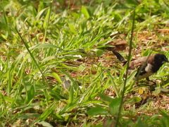 Spermestes cucullata