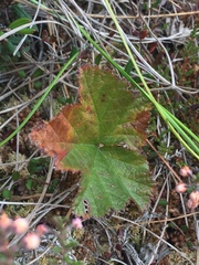 Rubus chamaemorus