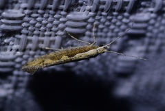 Plutella xylostella-australiana