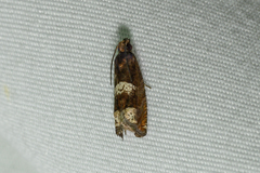 Eucosma parmatana