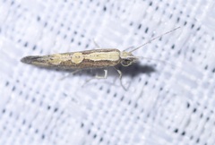 Plutella xylostella-australiana