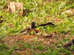 Spermestes cucullata