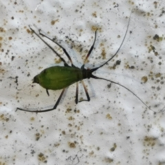 Macrosiphini