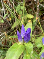 Gentiana andrewsii