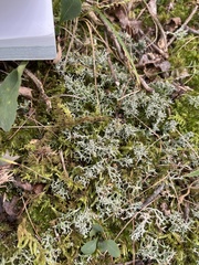 Cladonia furcata