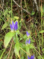 Gentiana andrewsii