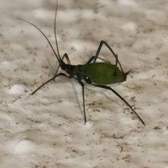 Macrosiphini