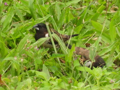 Spermestes cucullata