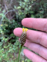 Xyris platylepis