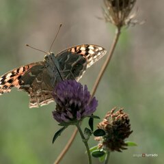 Argynnis pandora