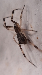 Episinus