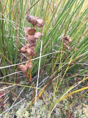 Scheuchzeria palustris