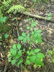 Agrimonia gryposepala