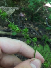 Agrimonia gryposepala