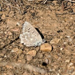Polyommatus albicans
