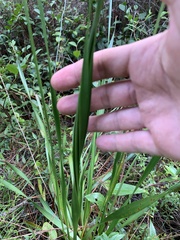Xyris platylepis