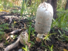 Coprinus